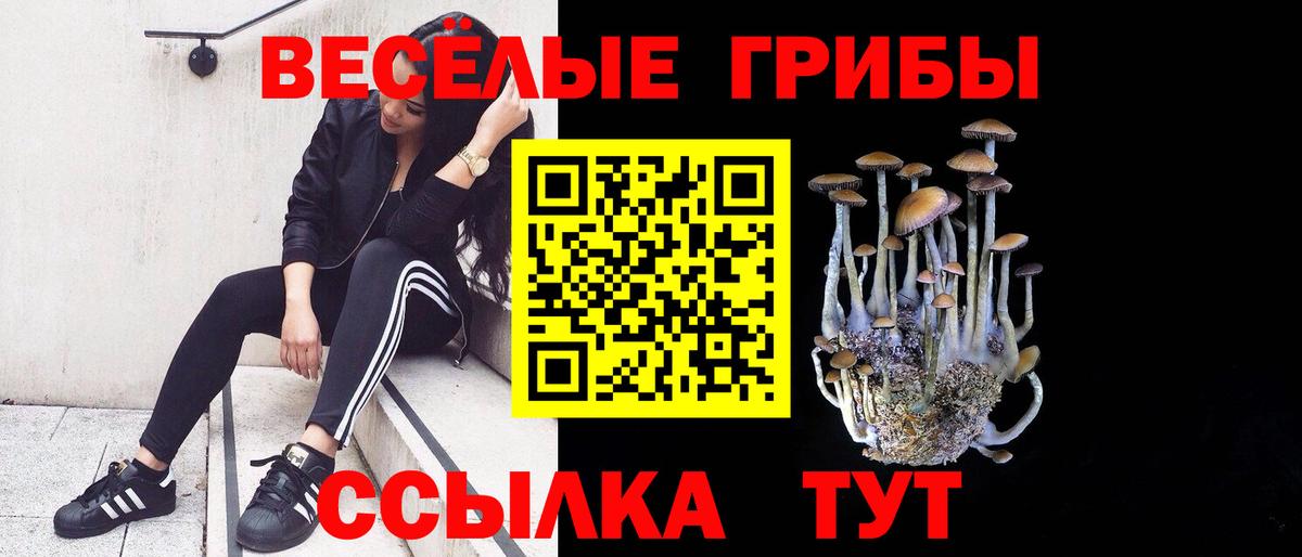 Псилоцибиновые грибы Psilocybine cubensis Гатчина