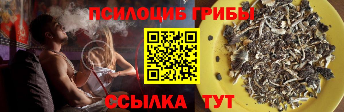 купить   Галлюциногенные грибы GOLDEN TEACHER  Вход с VPN  Гатчина 